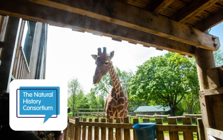 A giraffe peers curiously over a wooden fence, framed by the beams of a rustic enclosure. The background features lush green trees under a bright blue sky, adding to the natural setting. A small logo for "The Natural History Consortium" is overlaid in the corner.